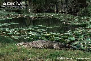 Illustration for article titled Sunday Crocodilian - Crocodylus rhombifer Edition